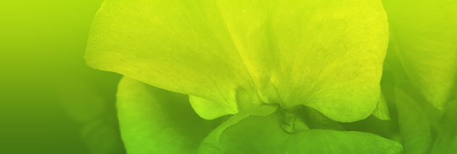 网页DDOS攻击平台